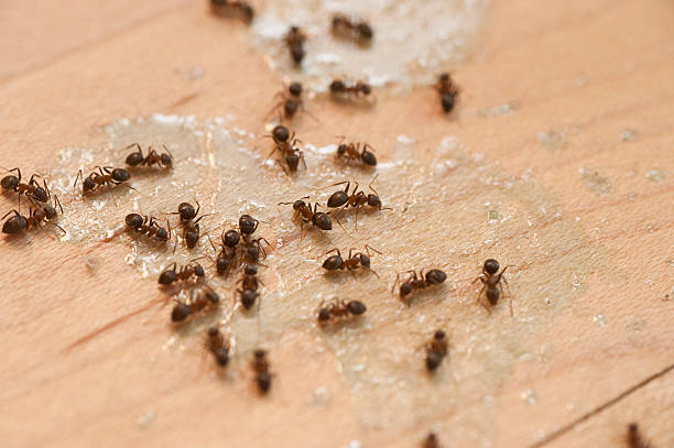 Best Best Pest Control Companies  in Villas, FL